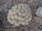 Claret Cup Cactus Echinocereus Triglochidiatus Mature Hardy Live Plant Rooted — photo 4