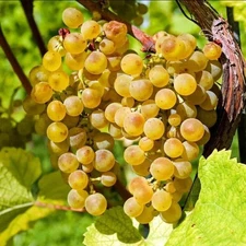 Traminette Grape Live Tree - 10-16" Tall - Well Rooted Cutting Ready to Grow