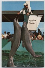 FEEDING PORPOISES~MARINELAND OF FLORIDA~OCEANARIUM POSTCARD