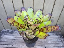 Neoregelia 'Terremoto' rare bromeliad 6''pot