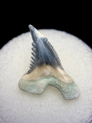 #ad #ad Lightning BV Hemipristis Fossil Shark Tooth Gem Tiger Meg Snaggletooth $33.93