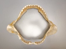 Large 16&rdquo; Tiger Shark Jaw Taxidermy Clean Educational Set Jaws Natural Teeth