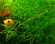Guppy Grass - Najas - Give your Fish Fry a place to hide - Generous Amount