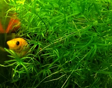 Guppy Grass - Najas - Give your Fish & Fry a place to hide! - Generous Amount