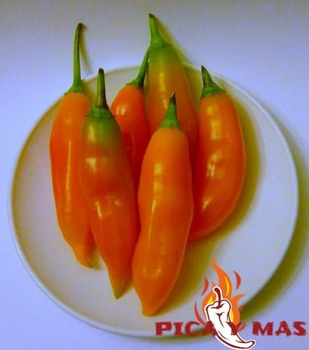 30 YELLOW AJI PERU CEVICHE CHILLI SEEDS SEEDS 100% GUARANTEED