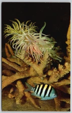 Vintage Postcard - Sea Anemone & Sergeant Major Fish - New York Aquarium - NY