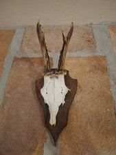  Trofeo di Caccia. Teste di Capriolo       