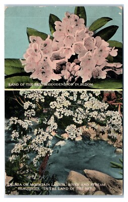 Land of Sky Rhododendron and Mountain Laurel c1913 Ashville N. Carolina Postcard