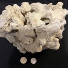 Ancient 9.2 Lbs Of Fossilized Coral 😱 Found on 22Acres in Bruno Arkansas Rare! — photo 6
