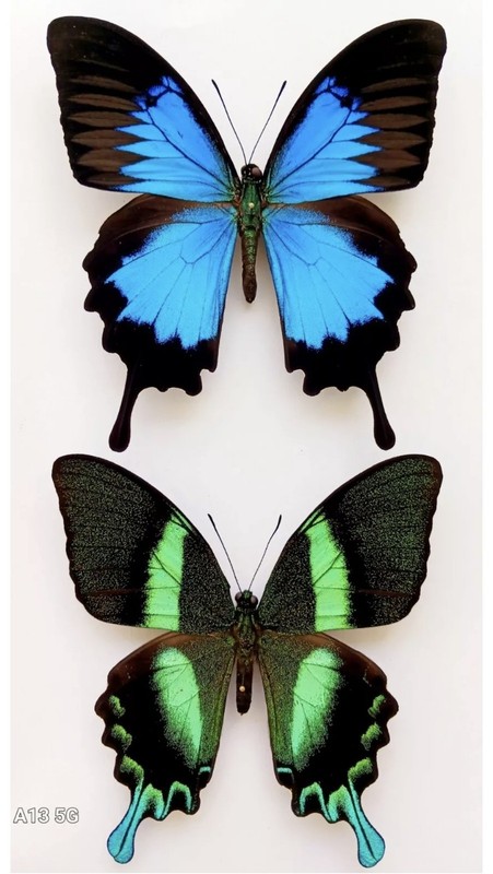 PAPILIO ULYSSES & PAPILIO BLUMEI A1 SWALLOWTAIL BUTTERFLY WINGS CLOSED LOT OF 10