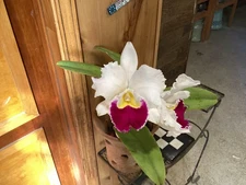 Lc. Orglade's Grand 'Yu Chang Beauty' AM/AOS