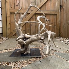 Natural Driftwood for aquarium/terrarium/arts and crafts