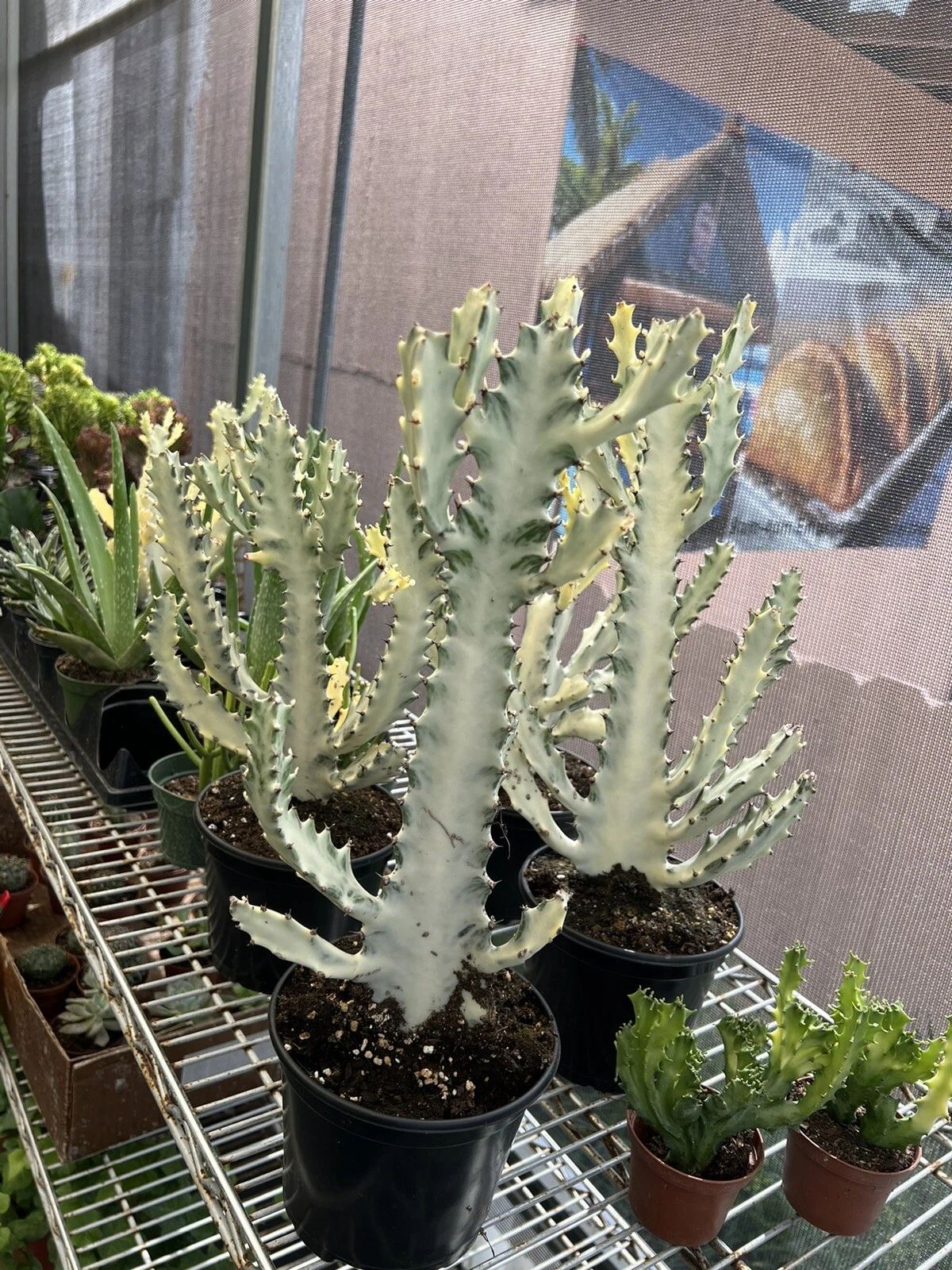 white ghost cactus
