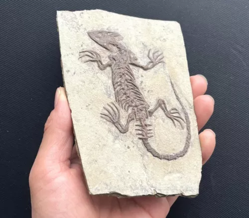 Chinese Real Monjurosuchus Choristodera Fossil Rare Collection Exotic and rare - Picture 3 of 6