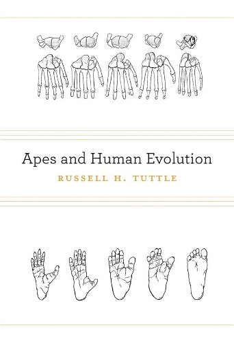 Russell H. Tuttle Apes and Human Evolution (Copertina rigida)