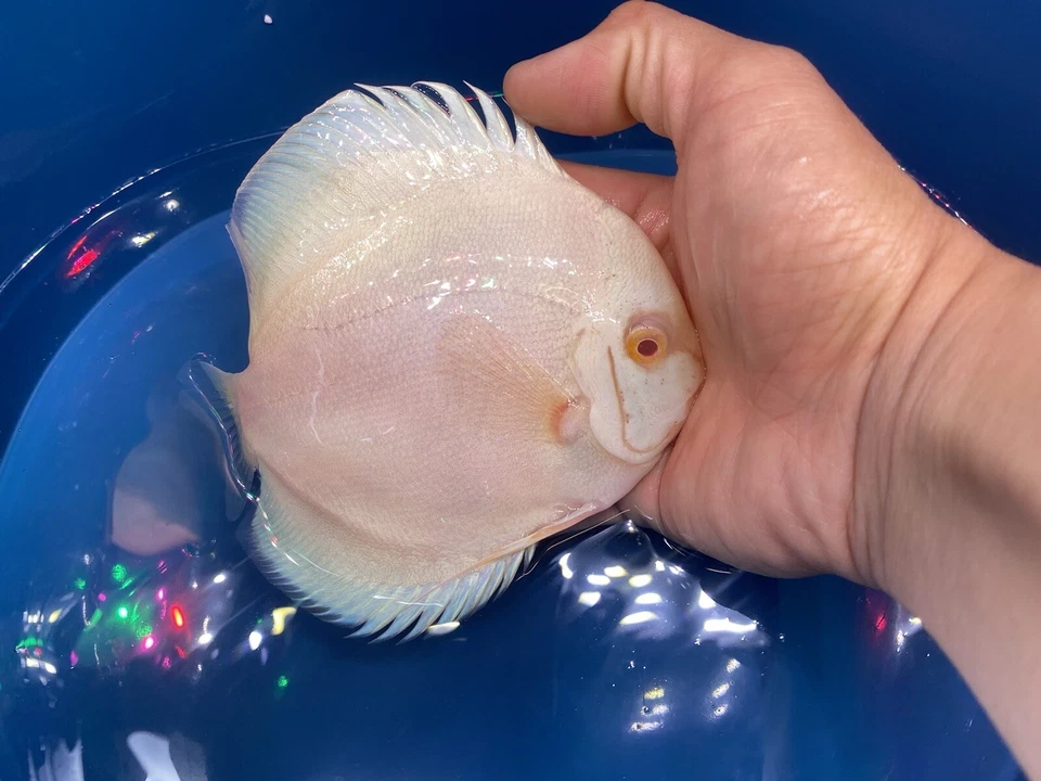 Albino Platinum Discus 4” - Image 2 of 3