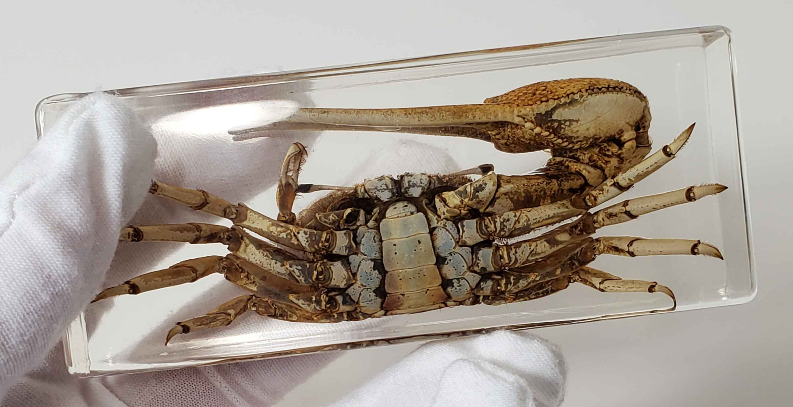 Fiddler Crab Specimen in Resin, EXACT ITEM PICTURED, Real Specimen Paperweight