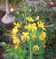 10 seeds Yellow Caesalpinia Pulcherrima PRIDE OF BARBADOS Dwarf Poinciana