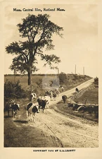 MA Massachusetts Central Elm, Rutland, MA 1910  RPPC Photo Postcard Copy