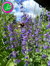 Kräutersamen 🌿 Echte KATZENMINZE 🐈 200+ Samen winterhart Wildkräuter