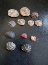 Conchiglia Shell  Lotto NERITIDAE   set di 12 pezzi