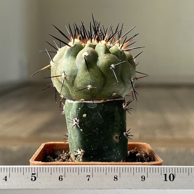 A31-658 Copiapoa columna-alba, HR1024, El Griton, Chile, grafted