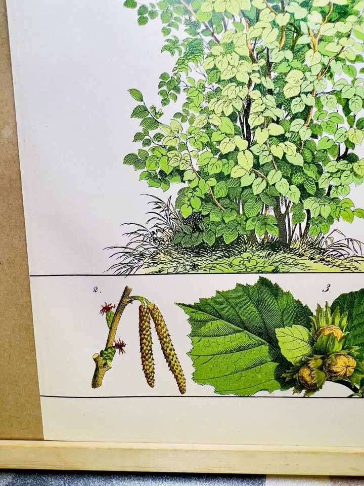 ANTIQUE POSTER HAZELNUT TREE NATURE POSTER PICTURE ILLUSTRATION 1882 BOTANY P... - Image 3 of 4