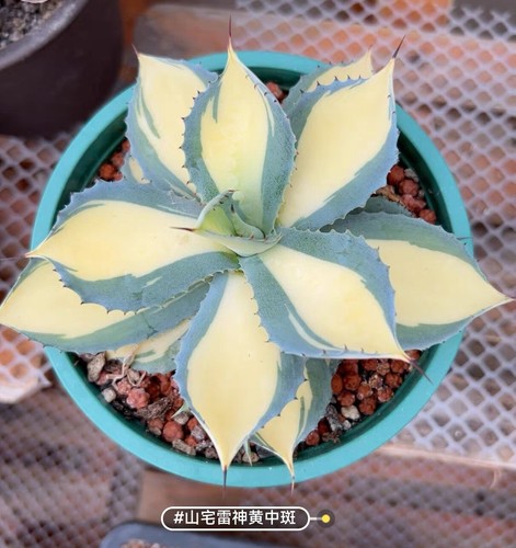 Planta Rara Aqave potatorum 'Miyake' (Mediopicta Aurea) Boutique Aleatoria - Imagen 2 de 5
