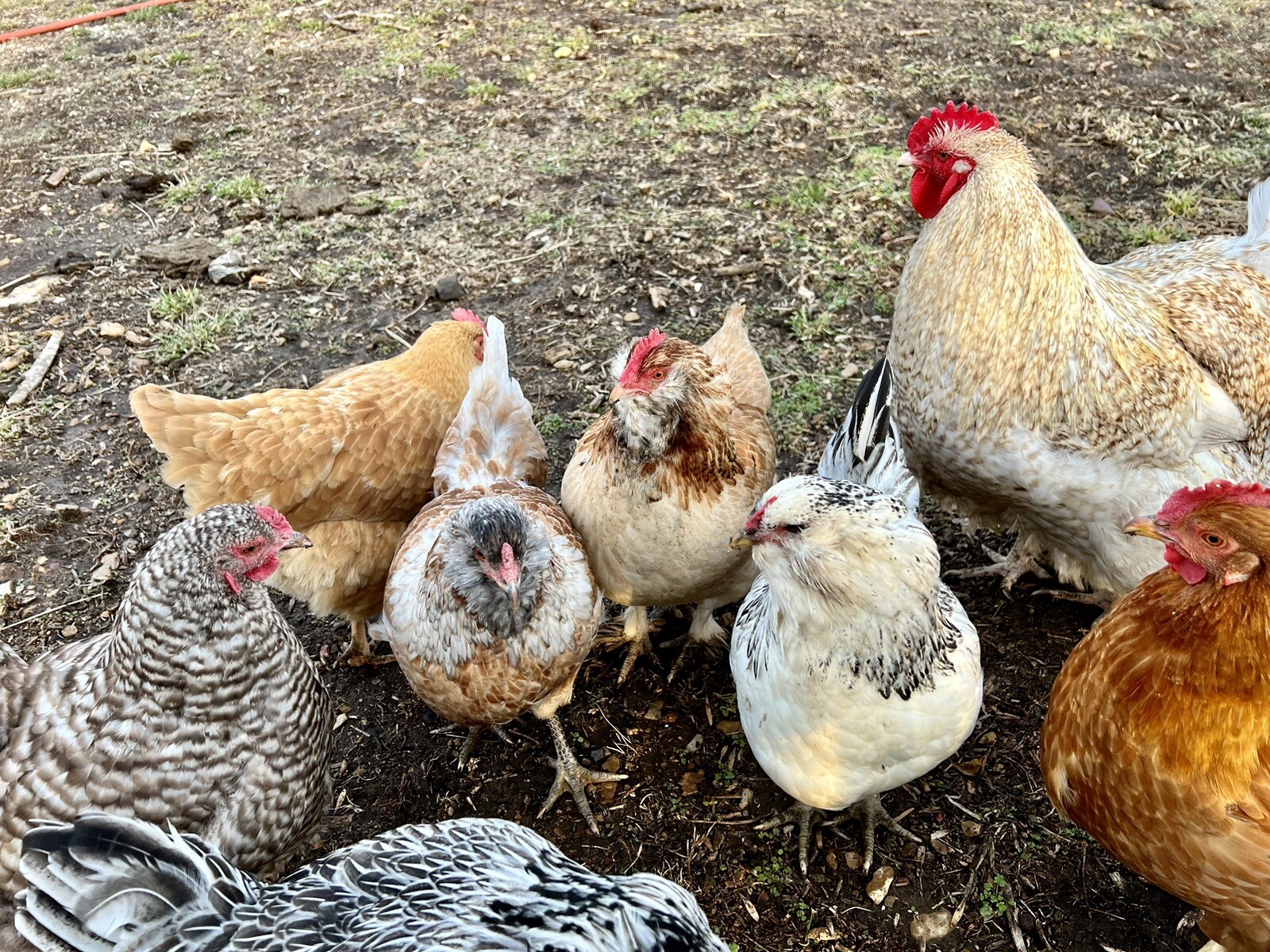 Amercana Chcken: A Hatchery-Created Easter Egger | Amercana chckens