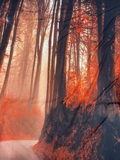 Fall Autumn Trees Background Backdrop Forest Leaves Photography Prop 70 x70