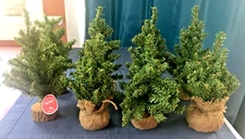 VINTAGE LOT OF PINE TREES FOR CHRISTMAS VILLAGE OR TRAIN SET, 8, POLYVINYL, WOOD