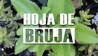 bruja Mala Madre