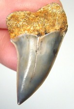  REAL FOSSIL MAKO SHARK TOOTH - SHARK TEETH - 1.23