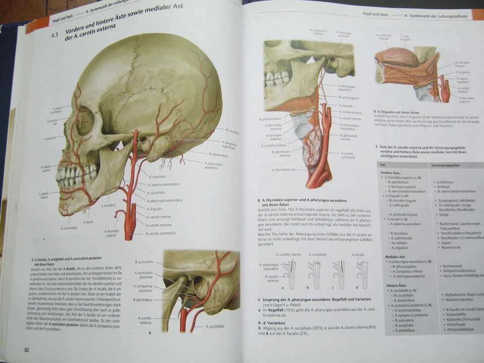 Prometheus Lernatlas der Anatomie Kopf, Hals und Neuroanatomie Michael Schünke - Bild 2 von 4