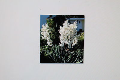 5 Samen Yucca filamentosa,Fdige Palmlilie,winterhart #102 | eBay.de