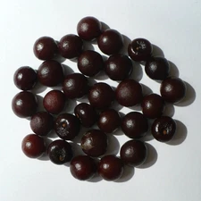 Sabal Palm ‘Oregon Hybrid' COLD HARDY Seeds