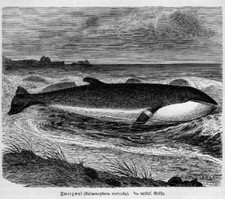 Krasnolud Minkwal lub Minkwal (Balaenoptera acutorostrata) drzeworyt z 1891 roku