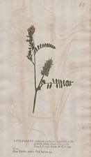 Giggle tragant astragalus cicer natural self print nature printing Kniphof 1757