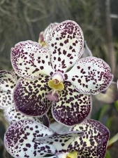 V. Kulwadee fraggrance x V. Yellow Kanya.  BS  orchid