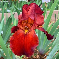Tall Bearded Iris Rhizome "SULTAN'S PALACE" Schreiner 1977 AWARD WINNER!
