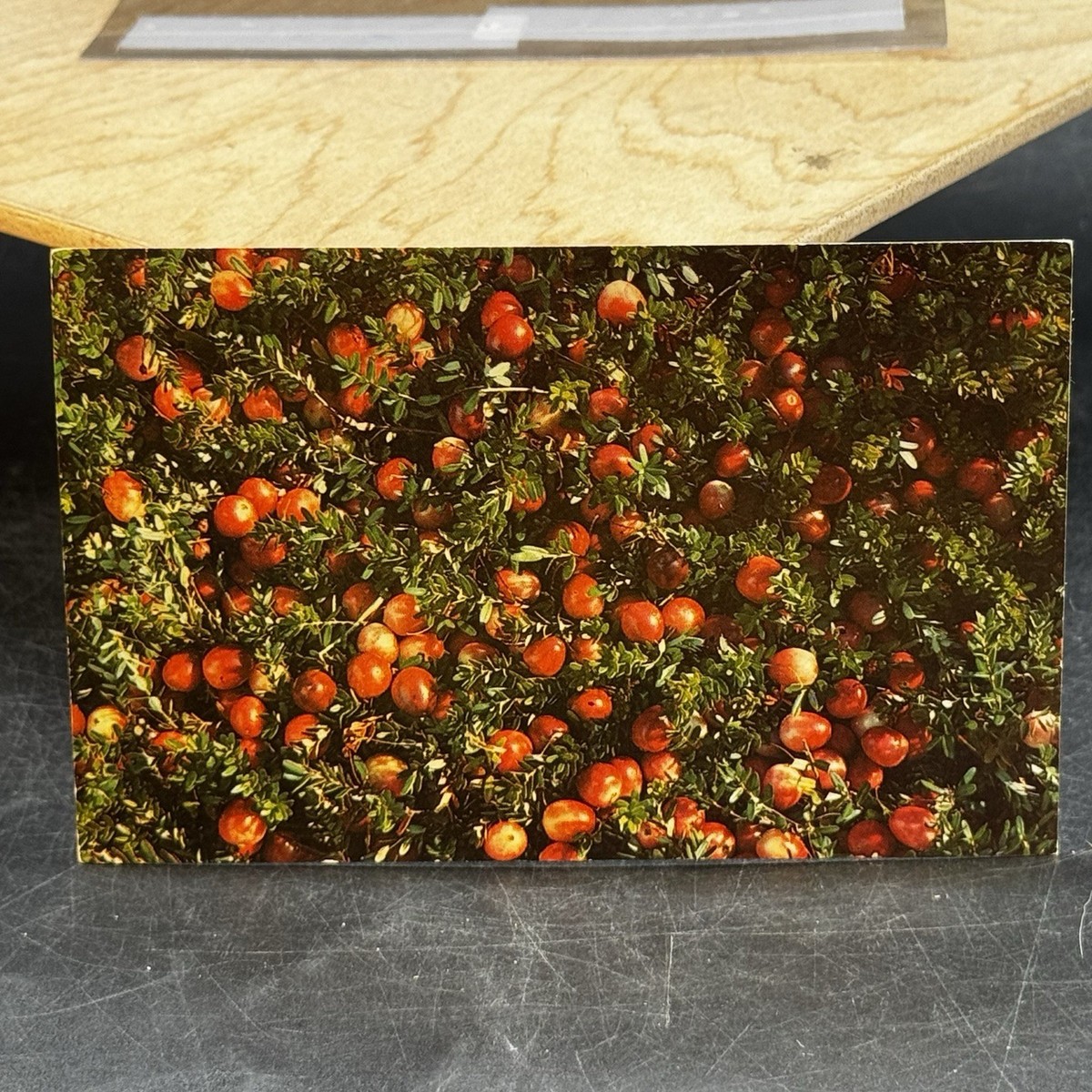 Ocean Spray Cranberries Ready for Harvest Hanson Massachusetts