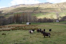 Photo A2 Zwartbles sheep in Mallerstang Outhgill The Nab towers behind,  c2013