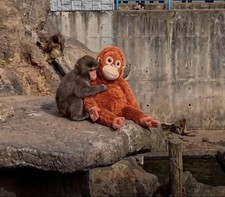 IKEA DJUNGELSKOG Orangutan Soft Toy - Brown 104.028.41