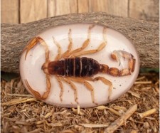 Real SCORPION ALACRAN EPOXY Handmade oval western belt buckle