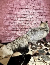 Gorgeous Light Grey Frost Ranch Fox Full Body Mount Pelt Wildlife Art Cabin Deco