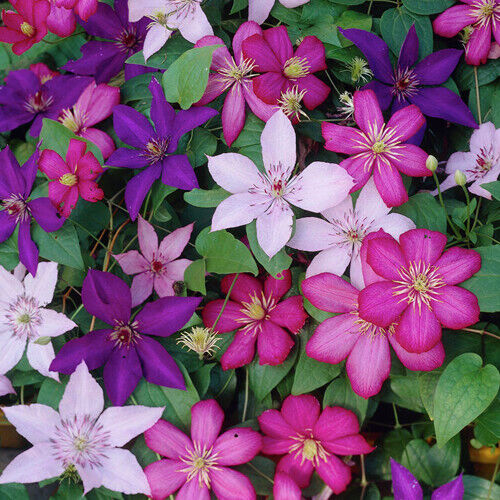 CLEMATIS TRICOLOUR 3 PLANTS 3 COLOURS MIXED DISPLAY GARDEN FLOWER PLANT IN POT - Picture 1 of 3