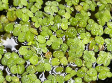 Salvinia Minima water spangle live floating aquarium plant