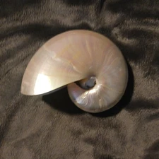 Pearlized Nautilus Seashell Polished Nautilus 4.5in