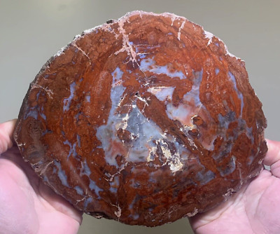 RARE INDIA PETRIFIED WOOD FULL ROUND POLISHED!  Indur, India TOP QUALITY 8.75'' !