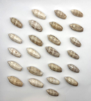 Lot of 24 Small Shiny Lettered Olive Sea Shells from Southwest Florida C66